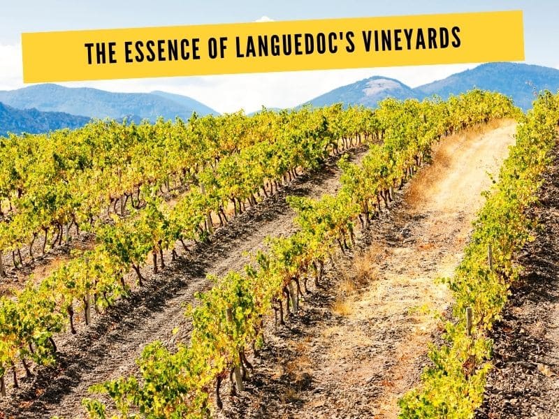 disccover the essence of Languedoc vineyards